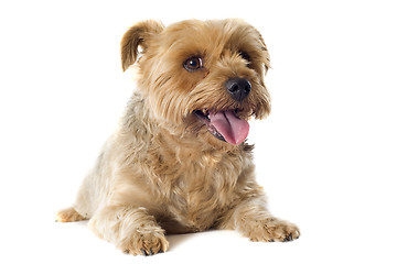 Image showing yorkshire terrier sheared