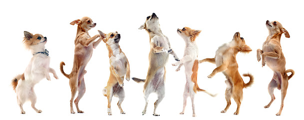 Image showing chihuahuas upright