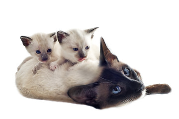 Image showing Siamese kitten and mother