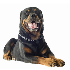 Image showing rottweiler