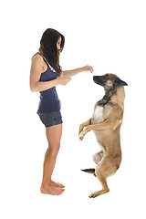 Image showing malinois