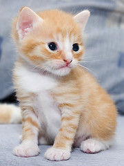 Image showing Small kitten