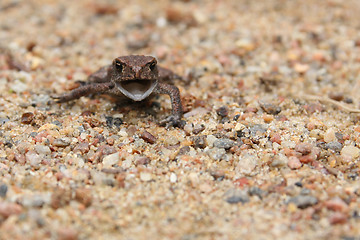 Image showing small frog on sand