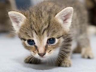 Image showing Small kitten