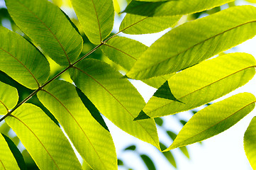 Image showing Close up of a green fresh leaves