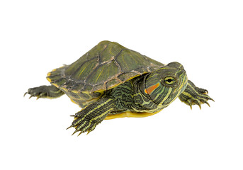 Image showing small water turtle