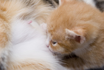 Image showing Small kitten