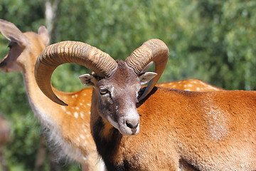 Image showing mouflon ram in summer