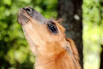 Image showing spitting llama