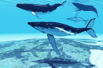 Image showing Whale Pod