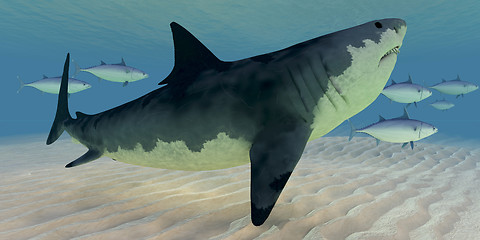 Image showing Great White Shark