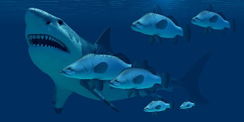 Image showing Megalodon Shark