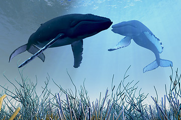 Image showing Resting Whales