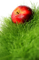 Image showing Apple in Grass