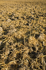 Image showing Stubble mulch