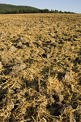 Image showing Stubble mulch