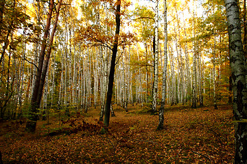 Image showing autumn forest 