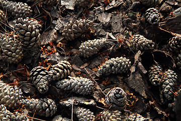 Image showing old pine cones background