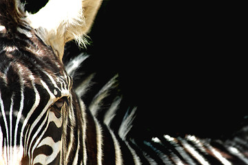 Image showing detail of zebra