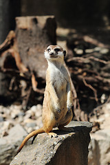 Image showing suricata