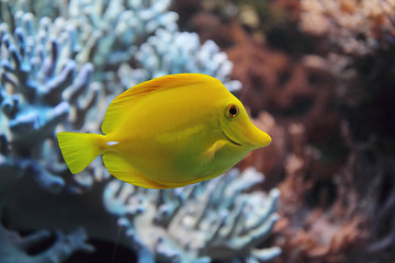 Image showing exotic fish