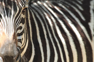 Image showing detail of zebra