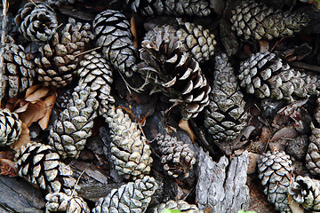 Image showing old pine cones background