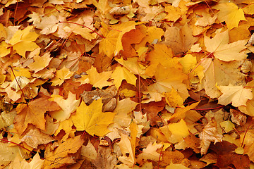 Image showing autumnal leaves