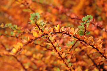 Image showing autumnal leaves