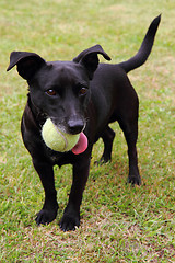 Image showing black dog as tennis player