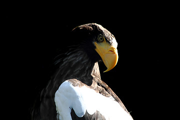 Image showing eagle on the black background
