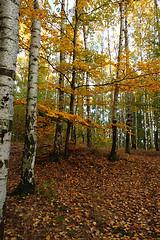 Image showing autumn forest 