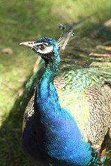 Image showing detail of peacock - head