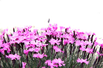 Image showing violet flowers