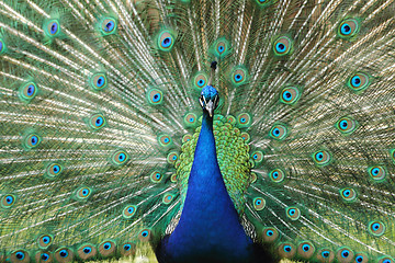 Image showing peacock