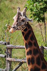 Image showing detail of giraffe
