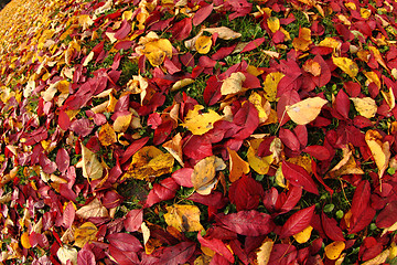 Image showing autumnal leaves