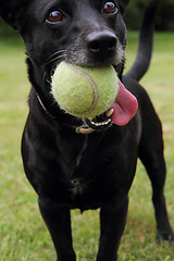 Image showing black dog as tennis player