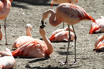 Image showing pink flamingos are kissing