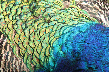 Image showing rainbow peacock background