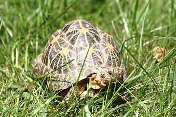 Image showing turtle in the green grass