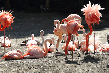 Image showing pink flamingos 