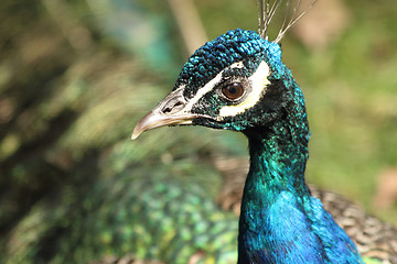 Image showing detail of peacock - head