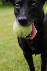 Image showing black dog as tennis player