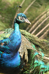 Image showing detail of peacock - head