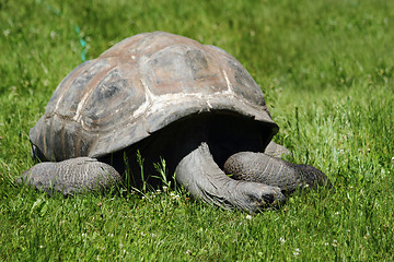 Image showing old turtle in the green grass