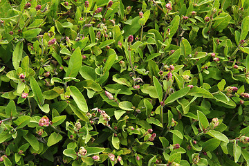 Image showing salvia (sage) background