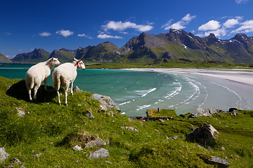 Image showing Sheep farm on Lofoten