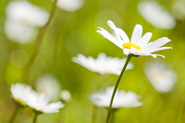 Image showing Daisies