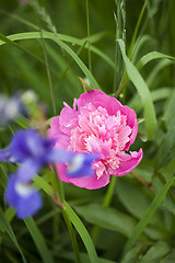 Image showing Pink Peony